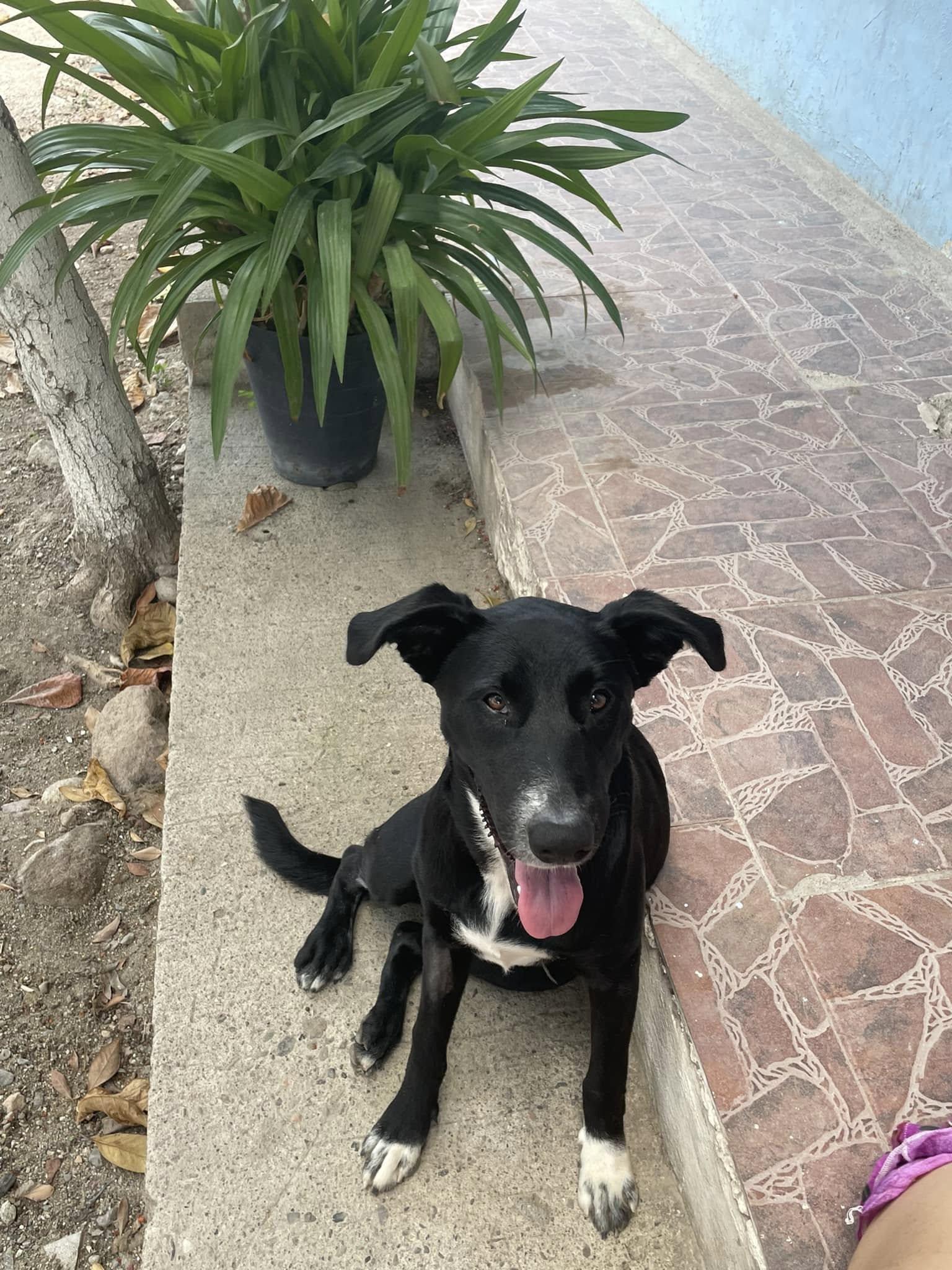 Enlarge Ladybug, a Adoptable mixed breed in Puerto Vallarta, JAL image 5/6