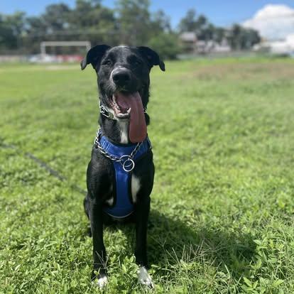 Enlarge Ladybug, a Adoptable mixed breed in Puerto Vallarta, JAL image 2/6