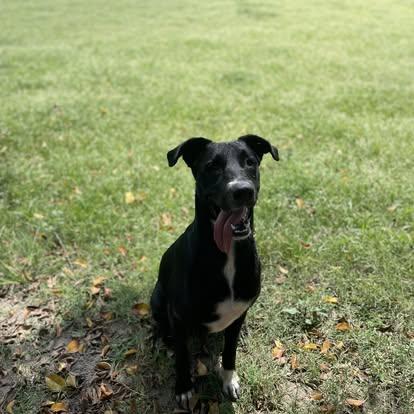 Enlarge Ladybug, a Adoptable mixed breed in Puerto Vallarta, JAL image 4/6