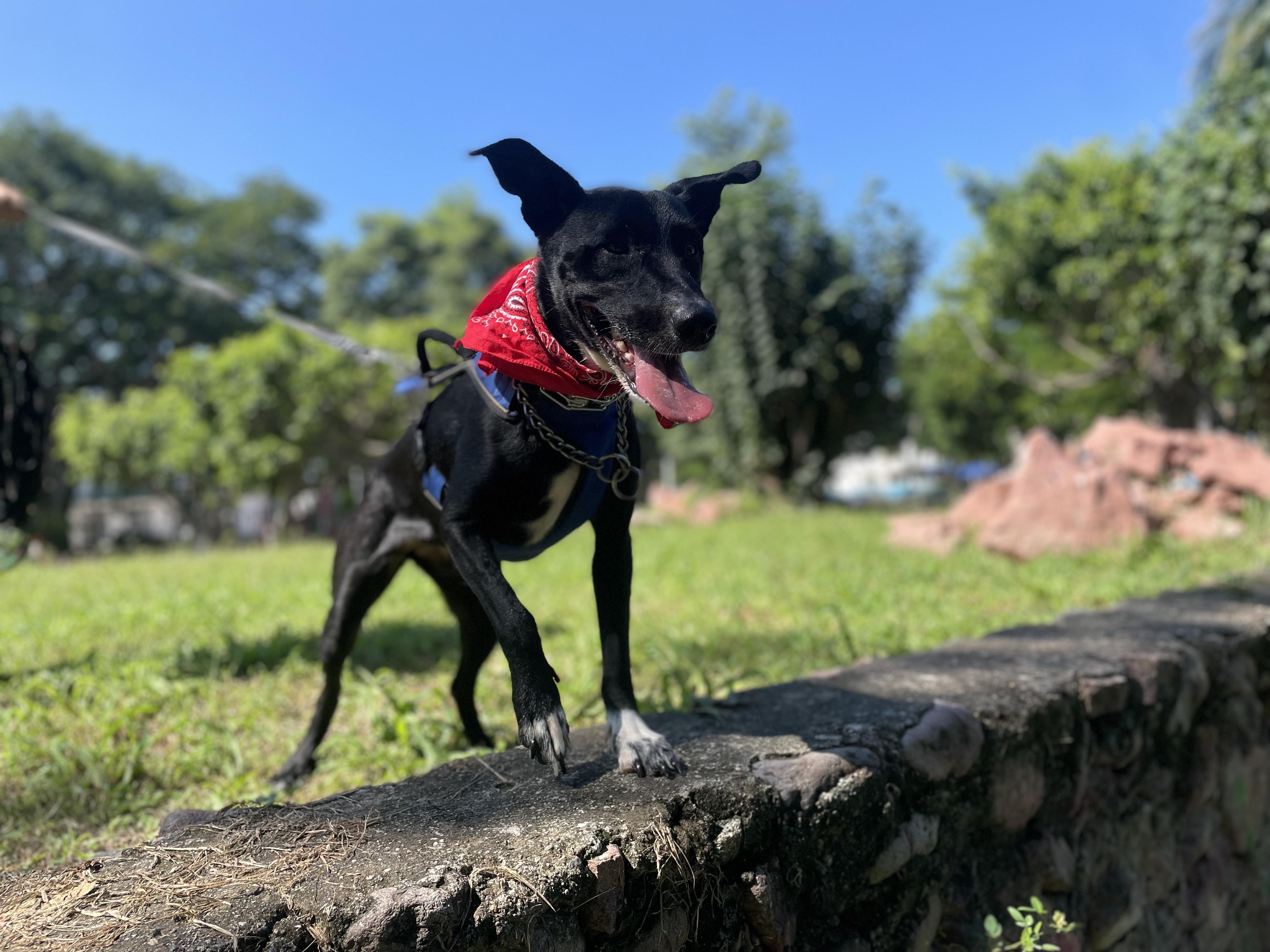 Enlarge Ladybug, a Adoptable mixed breed in Puerto Vallarta, JAL image 3/6