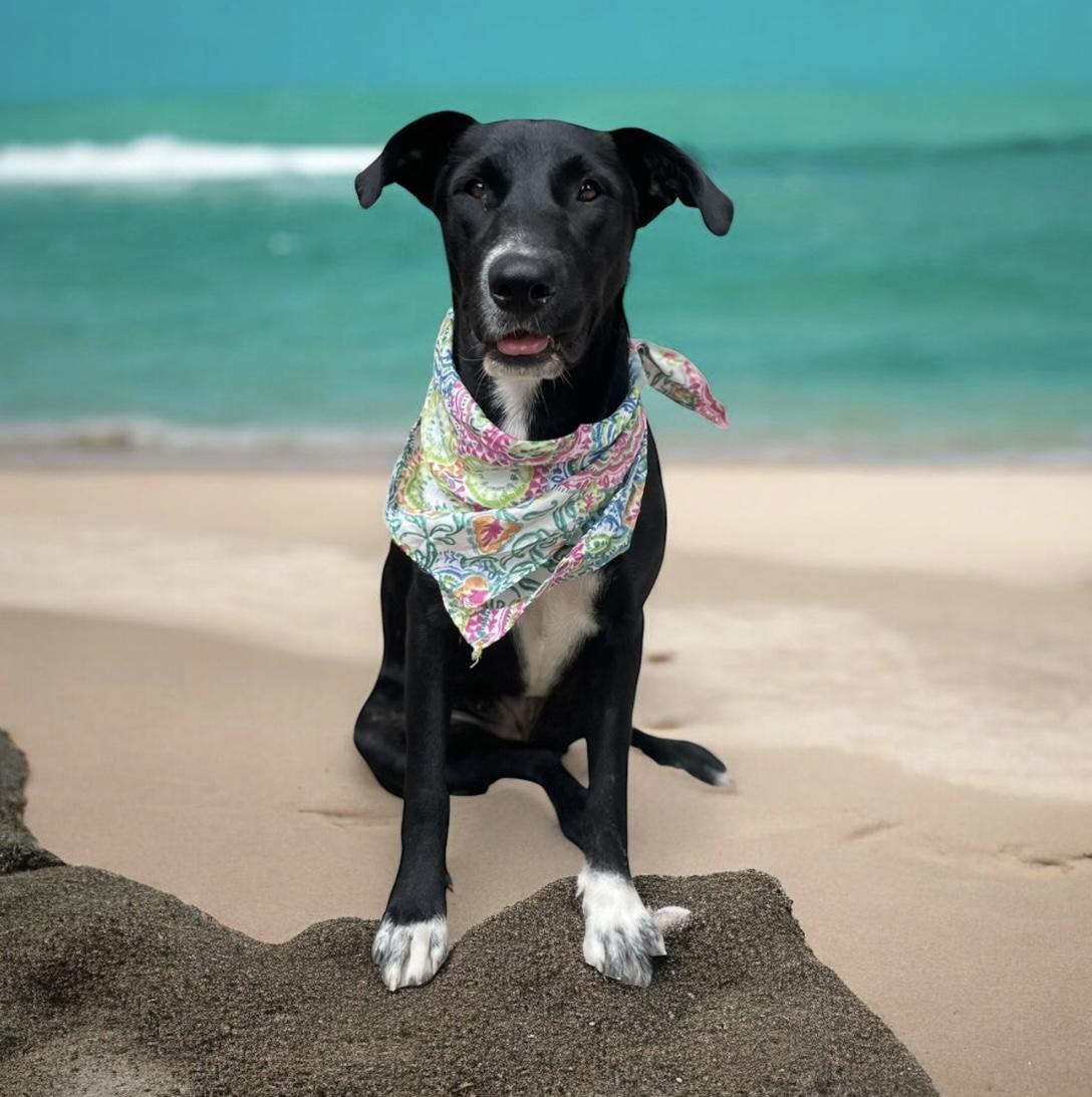 Enlarge Ladybug, a Adoptable mixed breed in Puerto Vallarta, JAL image 5/6