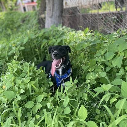 Enlarge Ladybug, a Adoptable mixed breed in Puerto Vallarta, JAL image 6/6