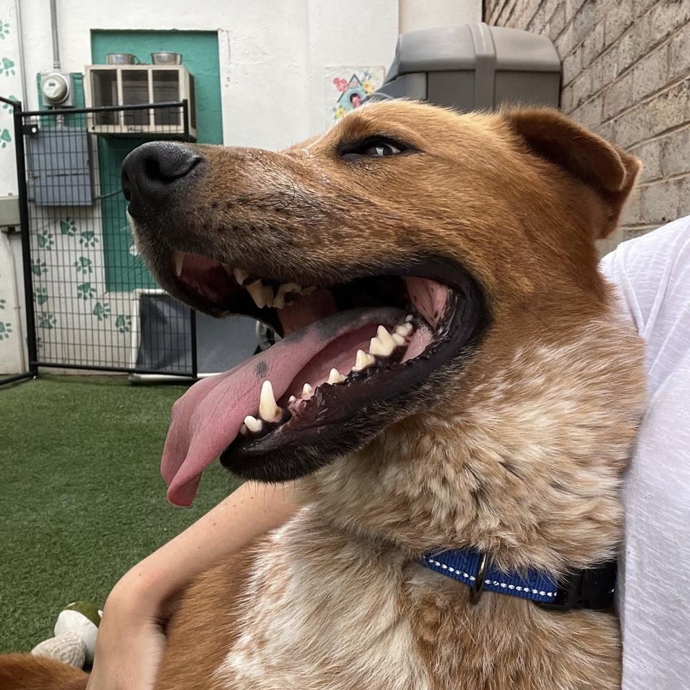 Enlarge Murphy, a Adoptable mixed breed in Hurricane, UT image 1/6