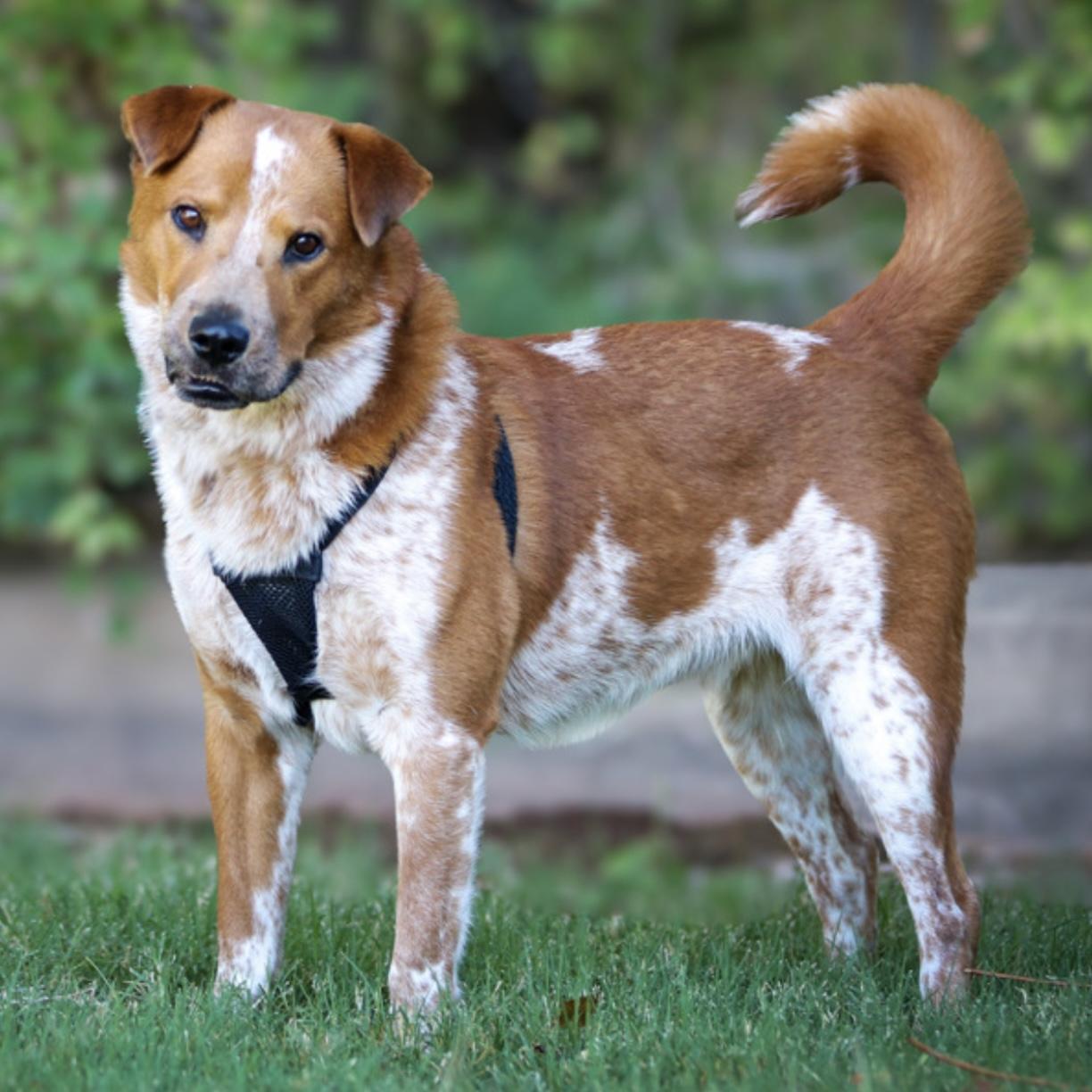 Murphy, a Adoptable mixed breed in Hurricane, UT image 5/6
