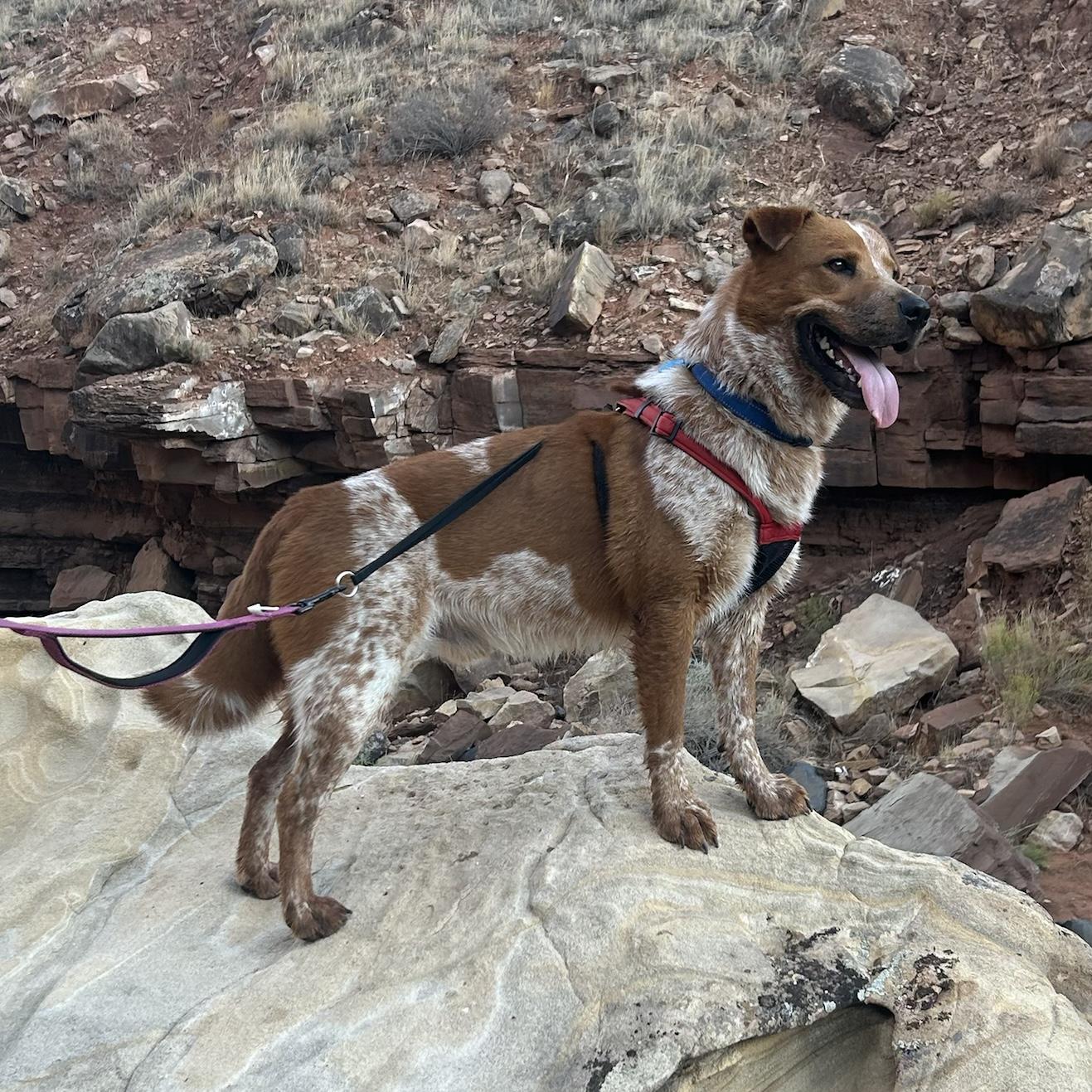 Murphy, a Adoptable mixed breed in Hurricane, UT image 4/6