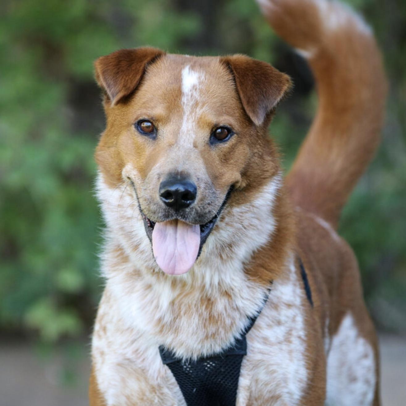 Murphy, a Adoptable mixed breed in Hurricane, UT image 2/6
