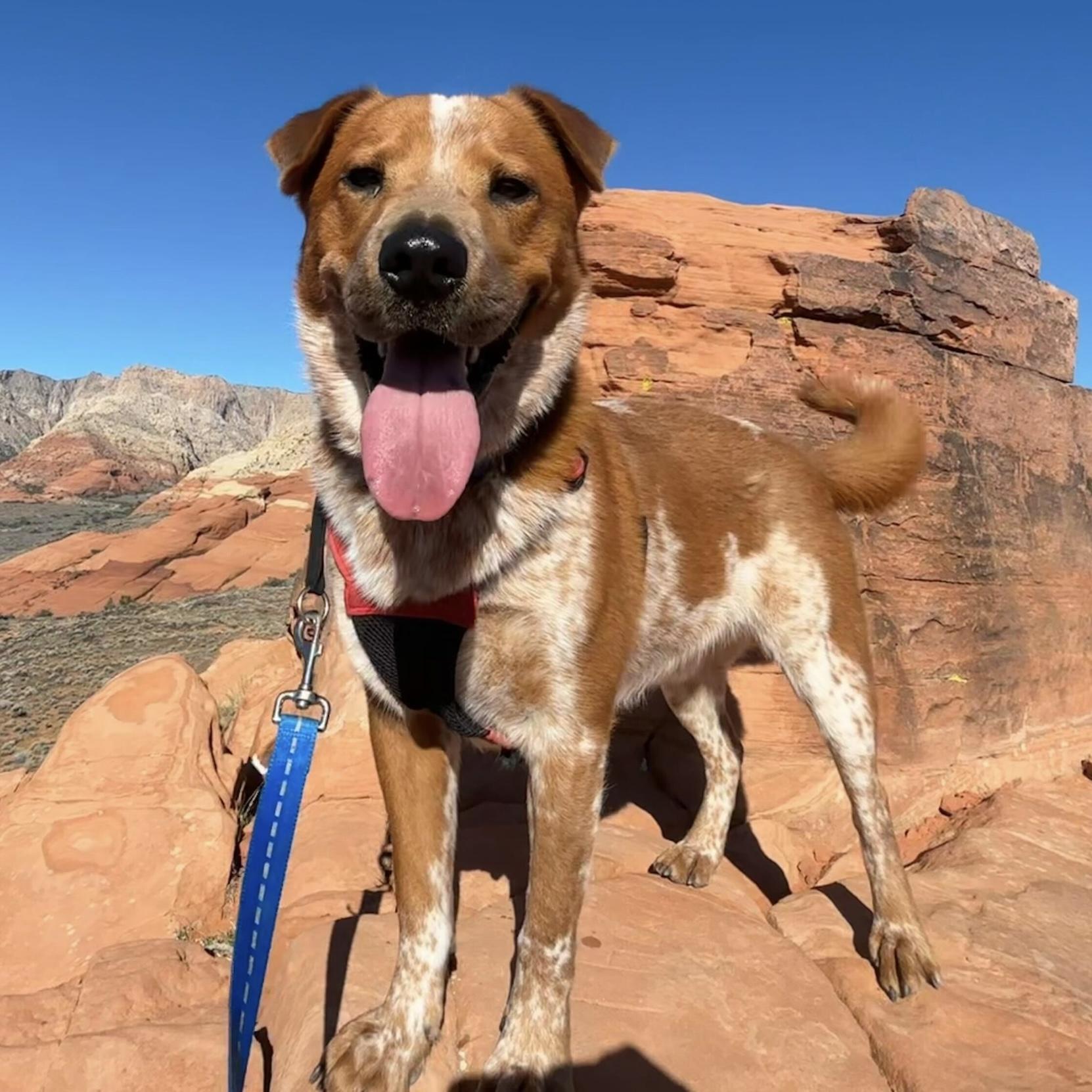 Murphy, a Adoptable mixed breed in Hurricane, UT image 6/6