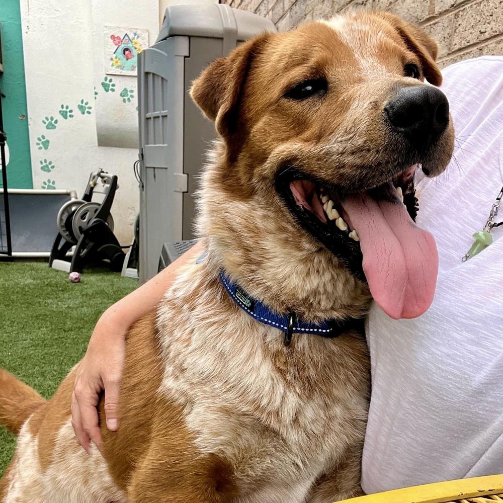 Enlarge Murphy, a Adoptable mixed breed in Hurricane, UT image 2/6