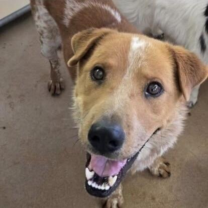 Enlarge Murphy, a Adoptable mixed breed in Hurricane, UT image 4/6
