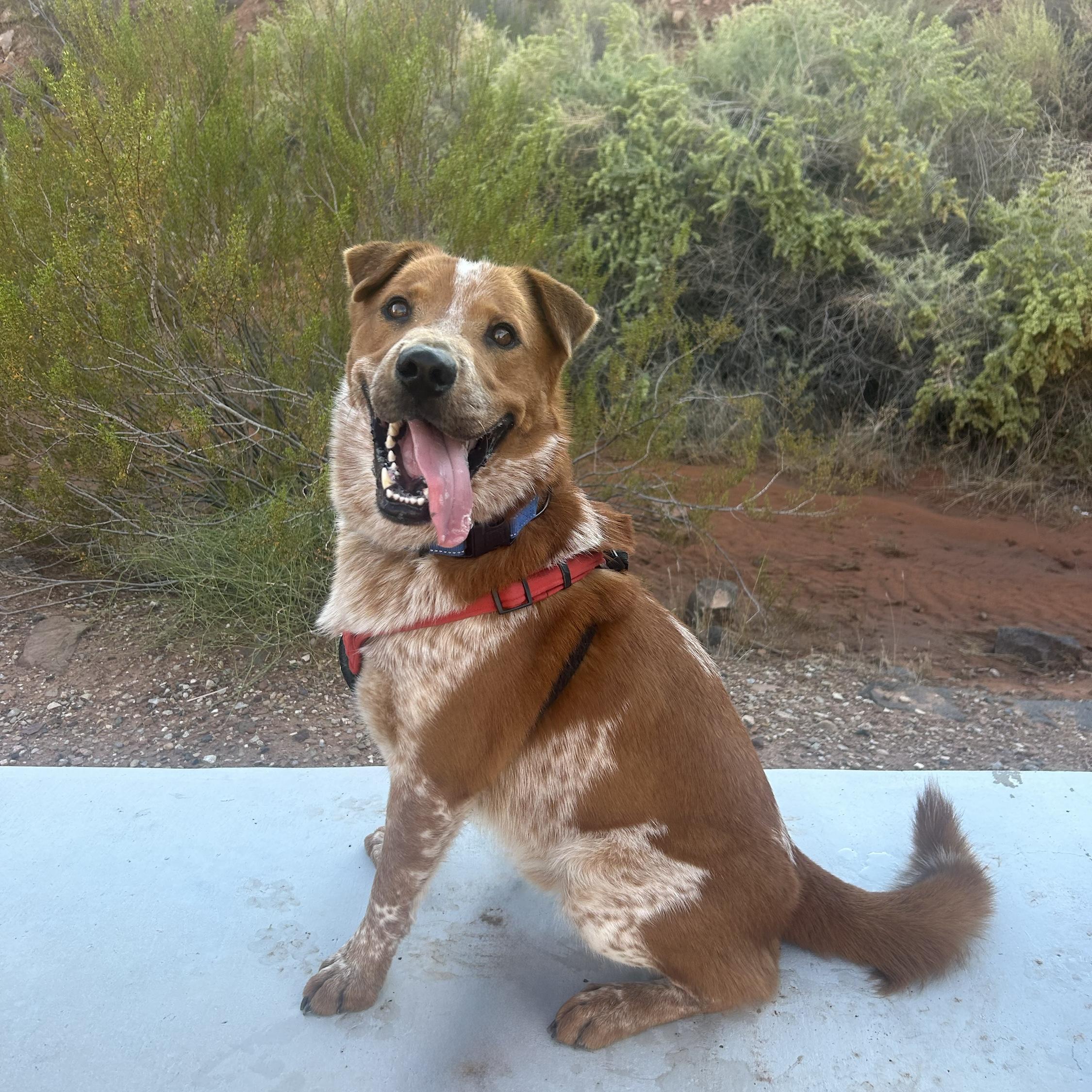 Murphy, a Adoptable mixed breed in Hurricane, UT image 3/6