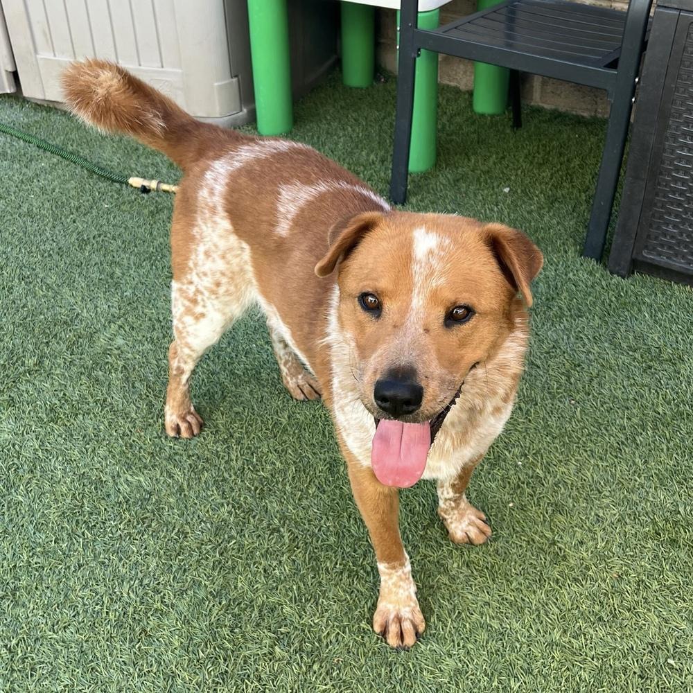 Enlarge Murphy, a Adoptable mixed breed in Hurricane, UT image 5/6