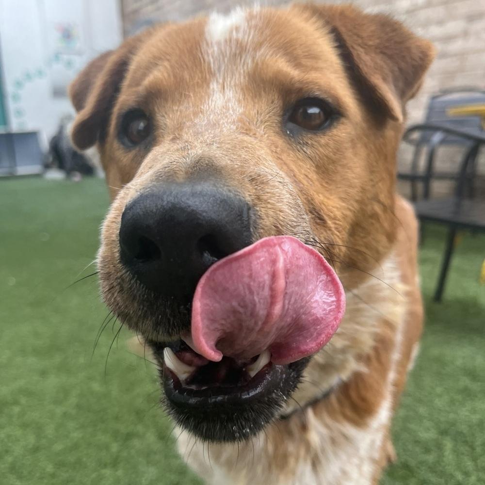 Enlarge Murphy, a Adoptable mixed breed in Hurricane, UT image 6/6