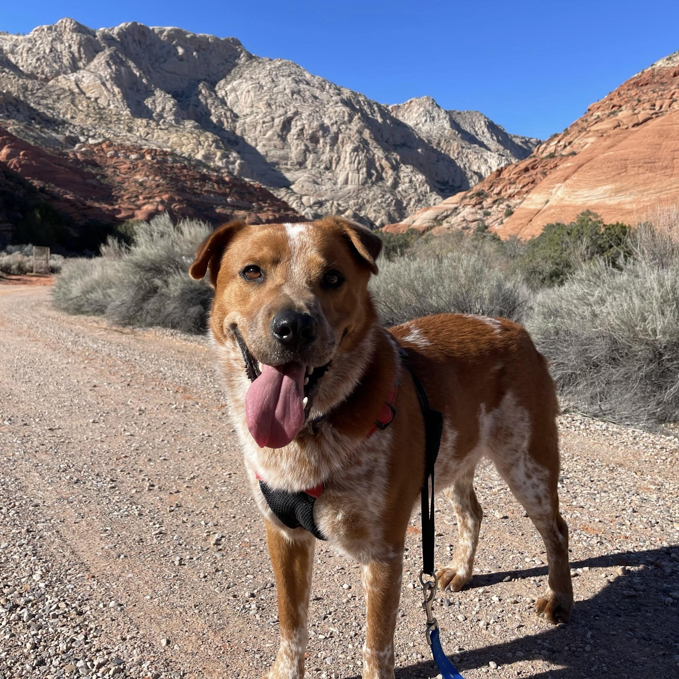 Murphy, a Adoptable mixed breed in Hurricane, UT image 1/6