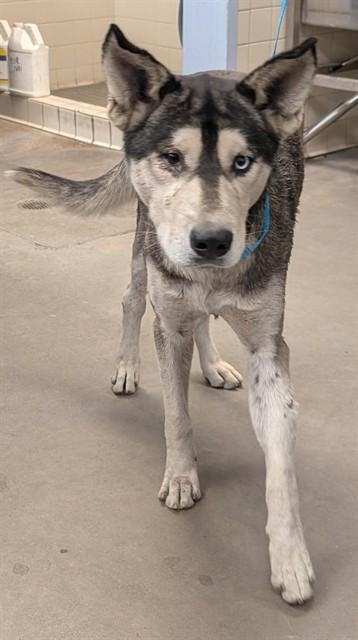 BOBSLED, Adoptable, Adult Male Husky.