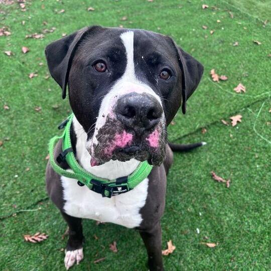 Rio, Adoptable, Adult Male Pit Bull Terrier & Boxer.