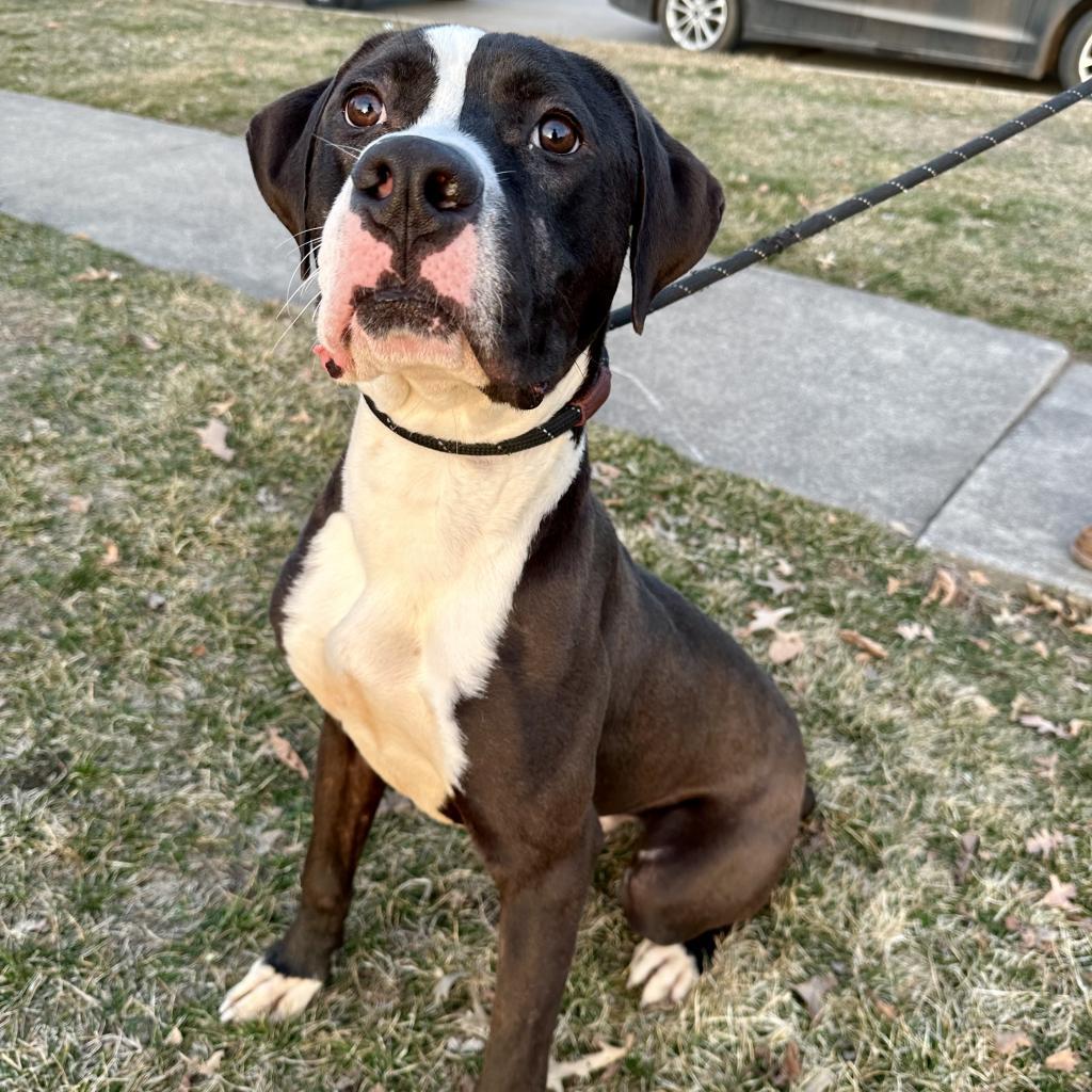 Enlarge Rio, a Adoptable Mixed Breed in Davenport, IA image 1/6