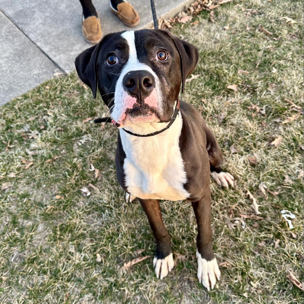 Enlarge Rio, a Adoptable Mixed Breed in Davenport, IA image 2/6
