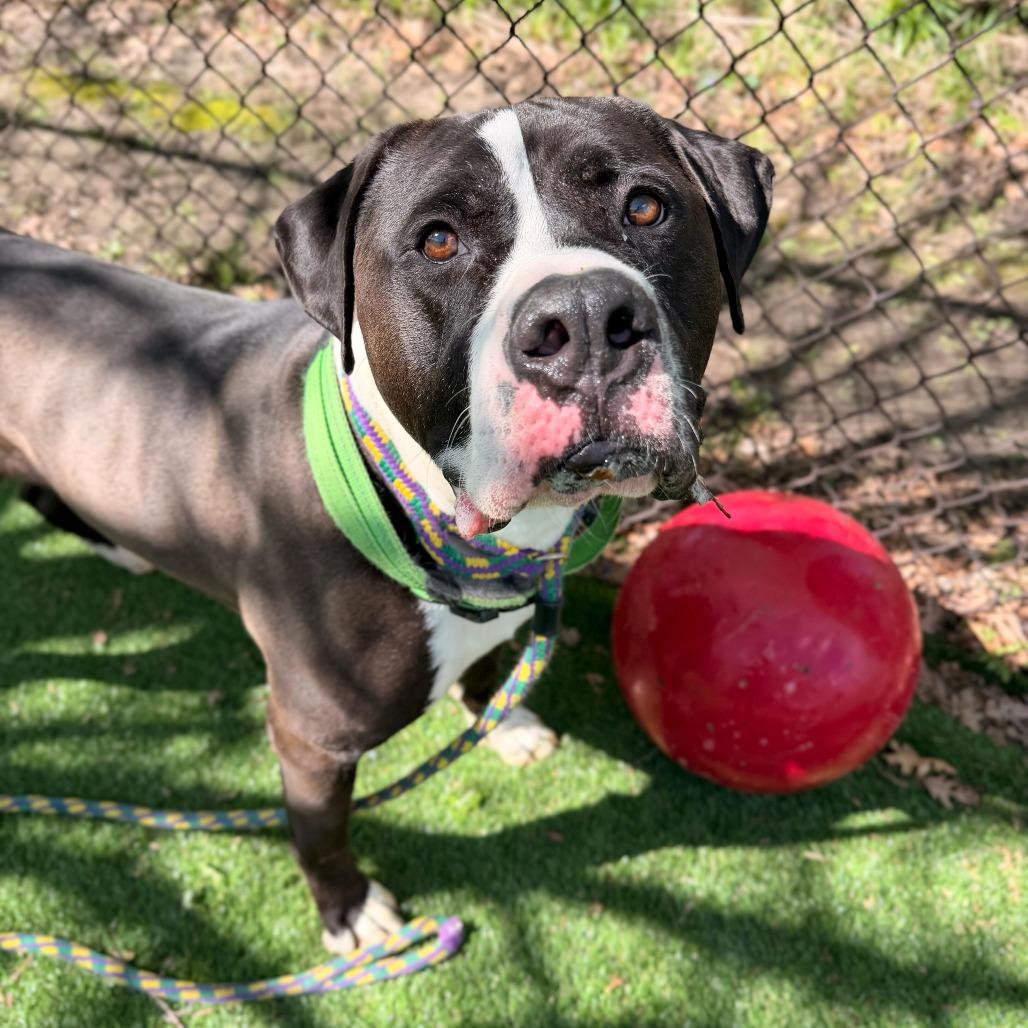 Rio, a Adoptable mixed breed in Davenport, IA image 2/6