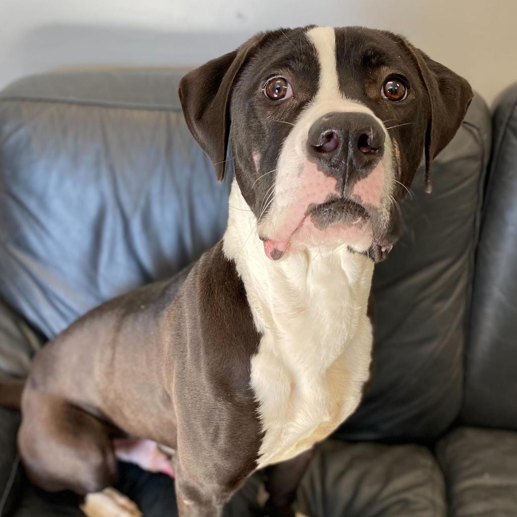 Enlarge Rio, a Adoptable Mixed Breed in Davenport, IA image 3/6