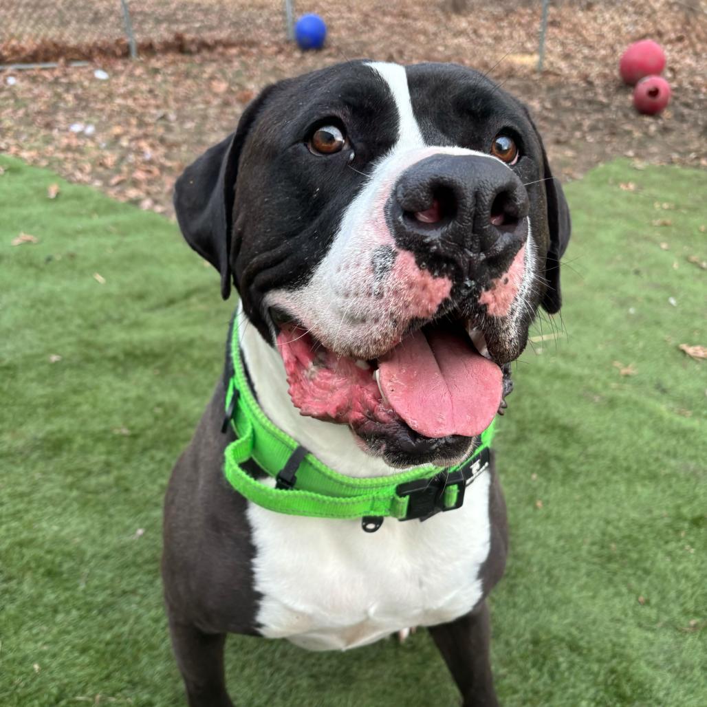 Enlarge Rio, a Adoptable Mixed Breed in Davenport, IA image 4/6