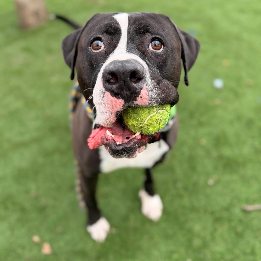 Enlarge Rio, a Adoptable Mixed Breed in Davenport, IA image 5/6