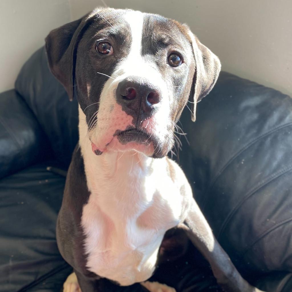 Enlarge Rio, a Adoptable Mixed Breed in Davenport, IA image 6/6