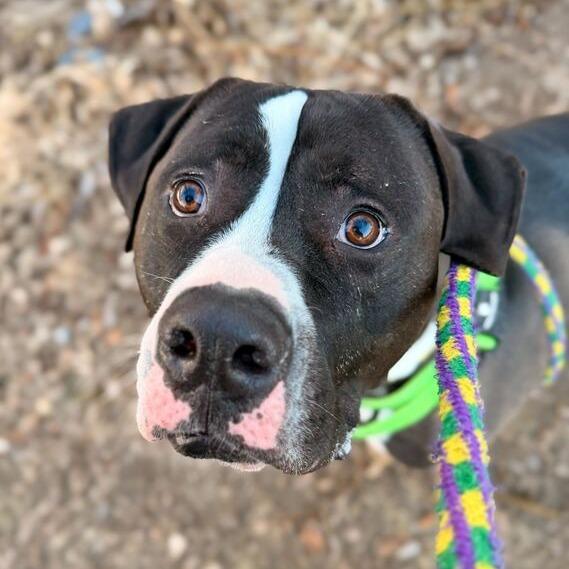 Enlarge Rio, a Adoptable mixed breed in Davenport, IA image 5/6