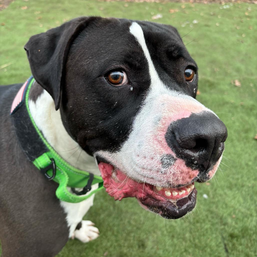Enlarge Rio, a Adoptable mixed breed in Davenport, IA image 6/6