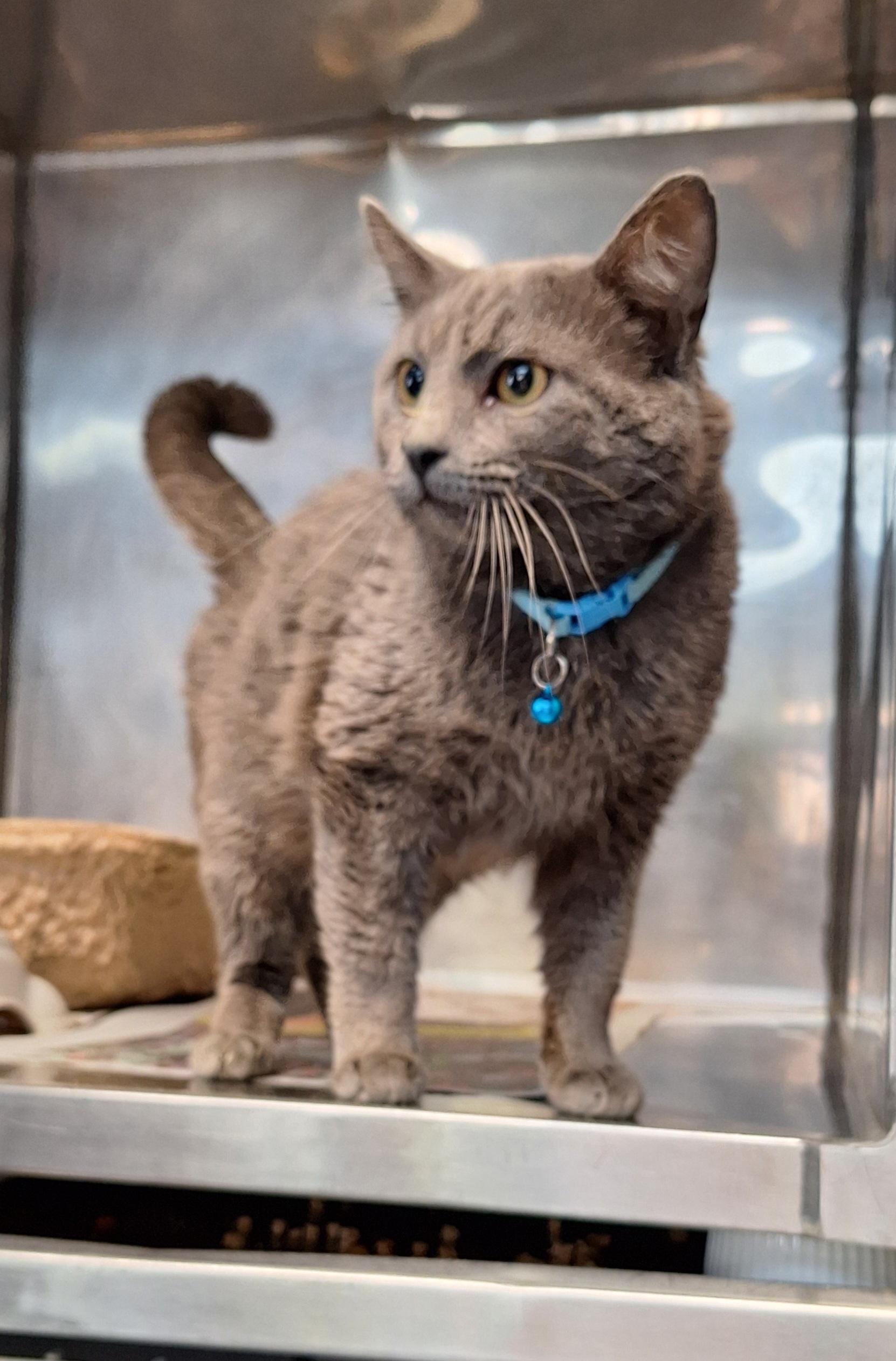 Bing, adopted, Adult Male Russian Blue.