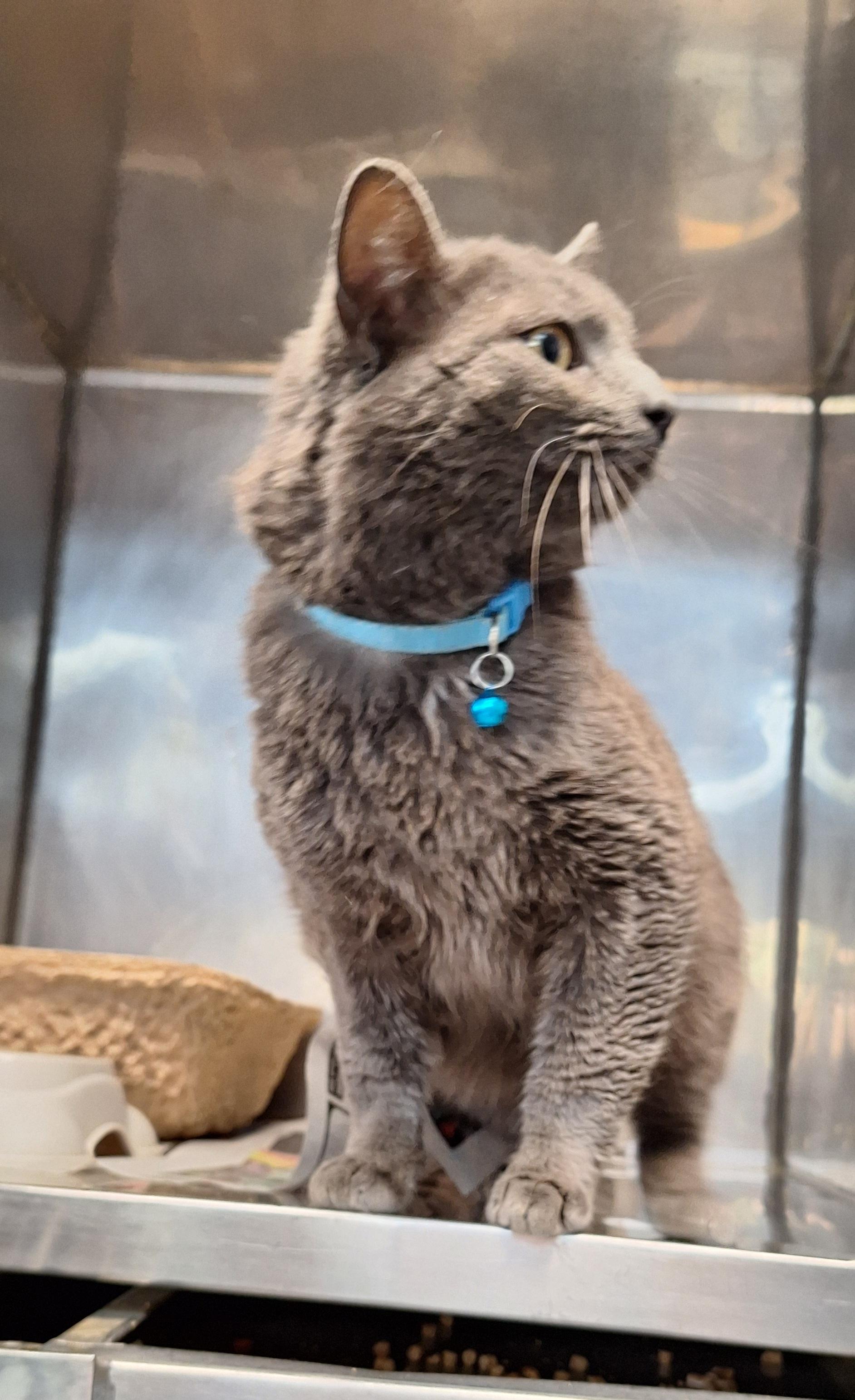 Enlarge Bing, an adopted Russian Blue in Stanton, KY image 3/5