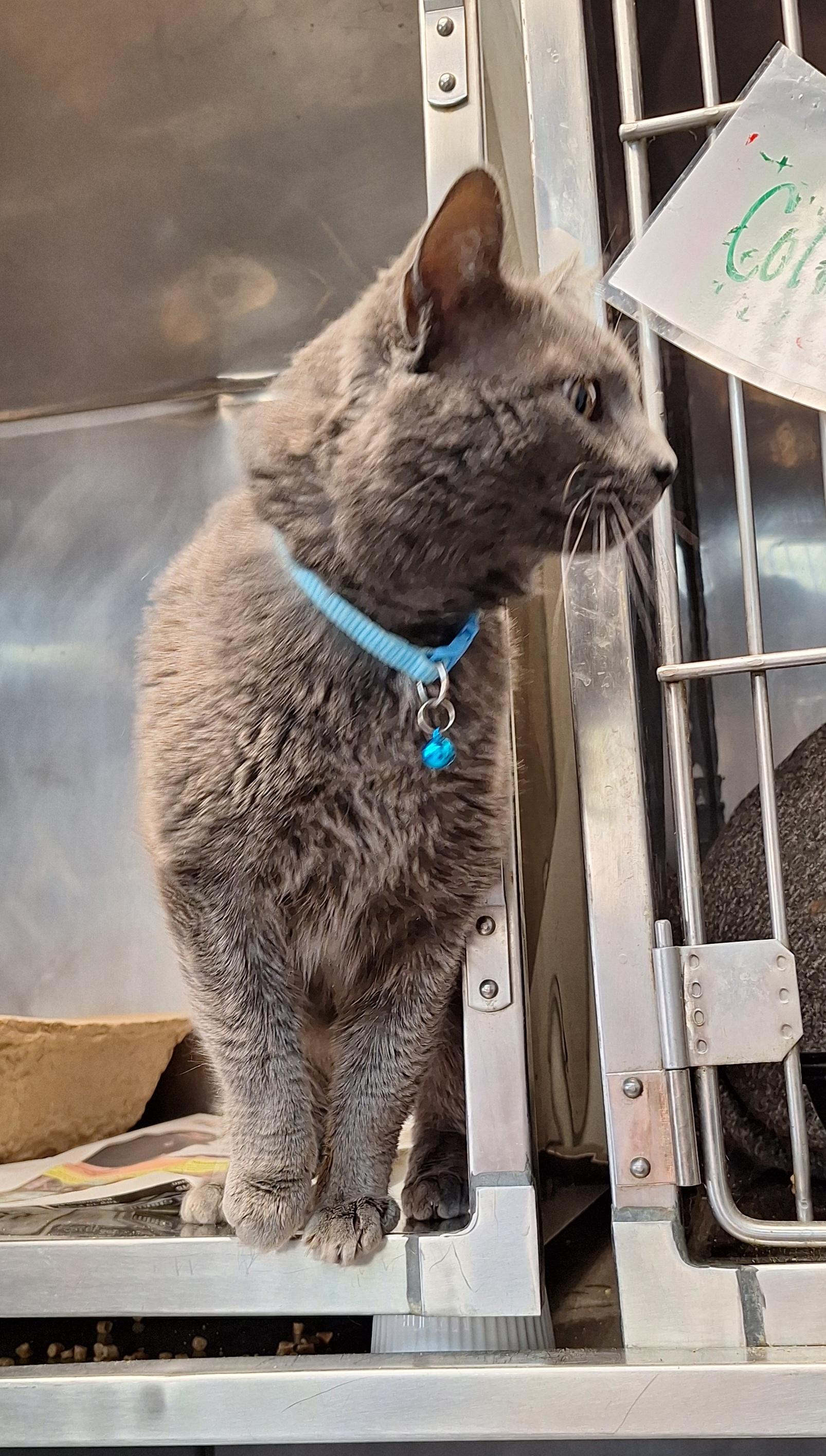 Enlarge Bing, an adopted Russian Blue in Stanton, KY image 5/5