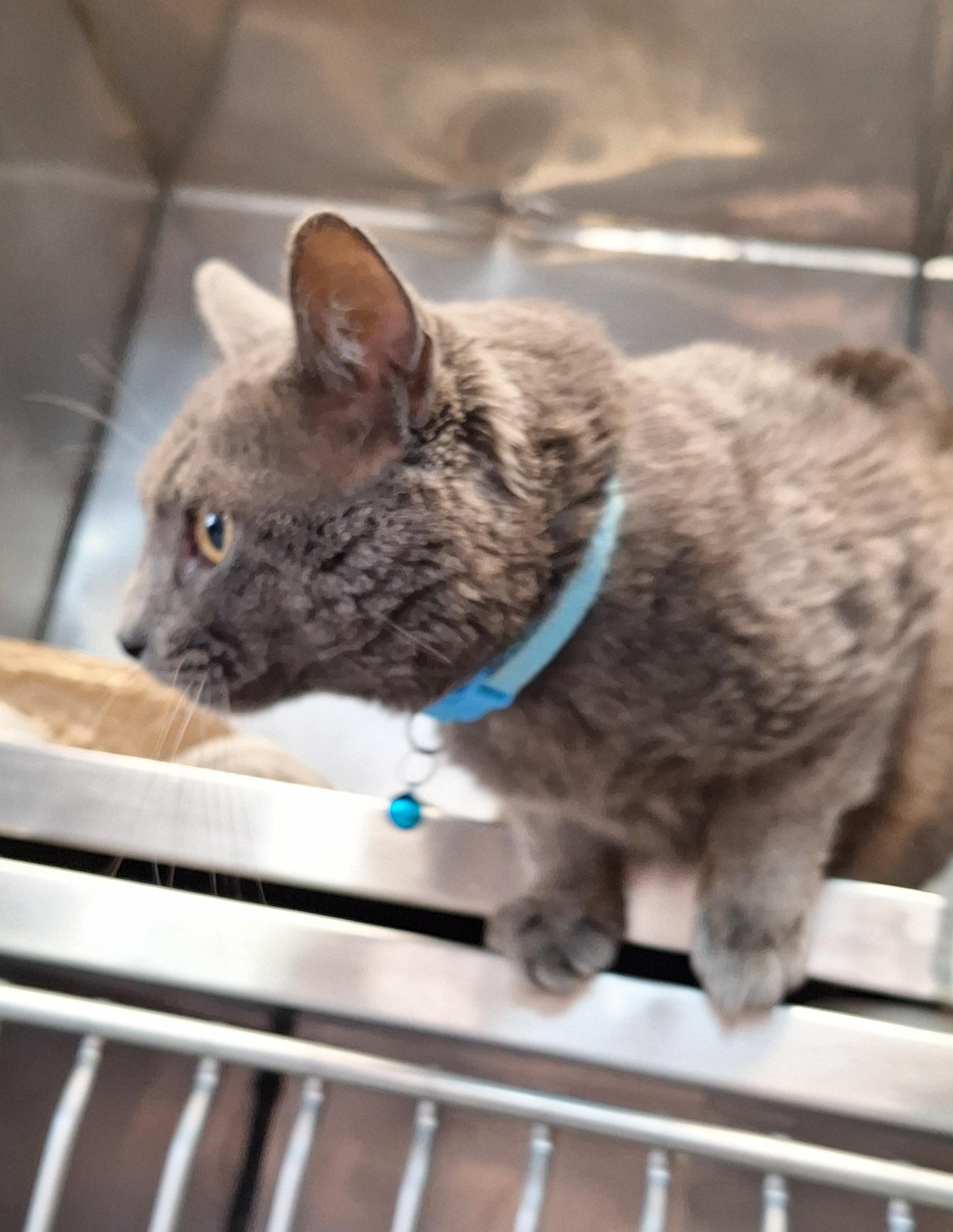 Enlarge Bing, an adopted Russian Blue in Stanton, KY image 4/5