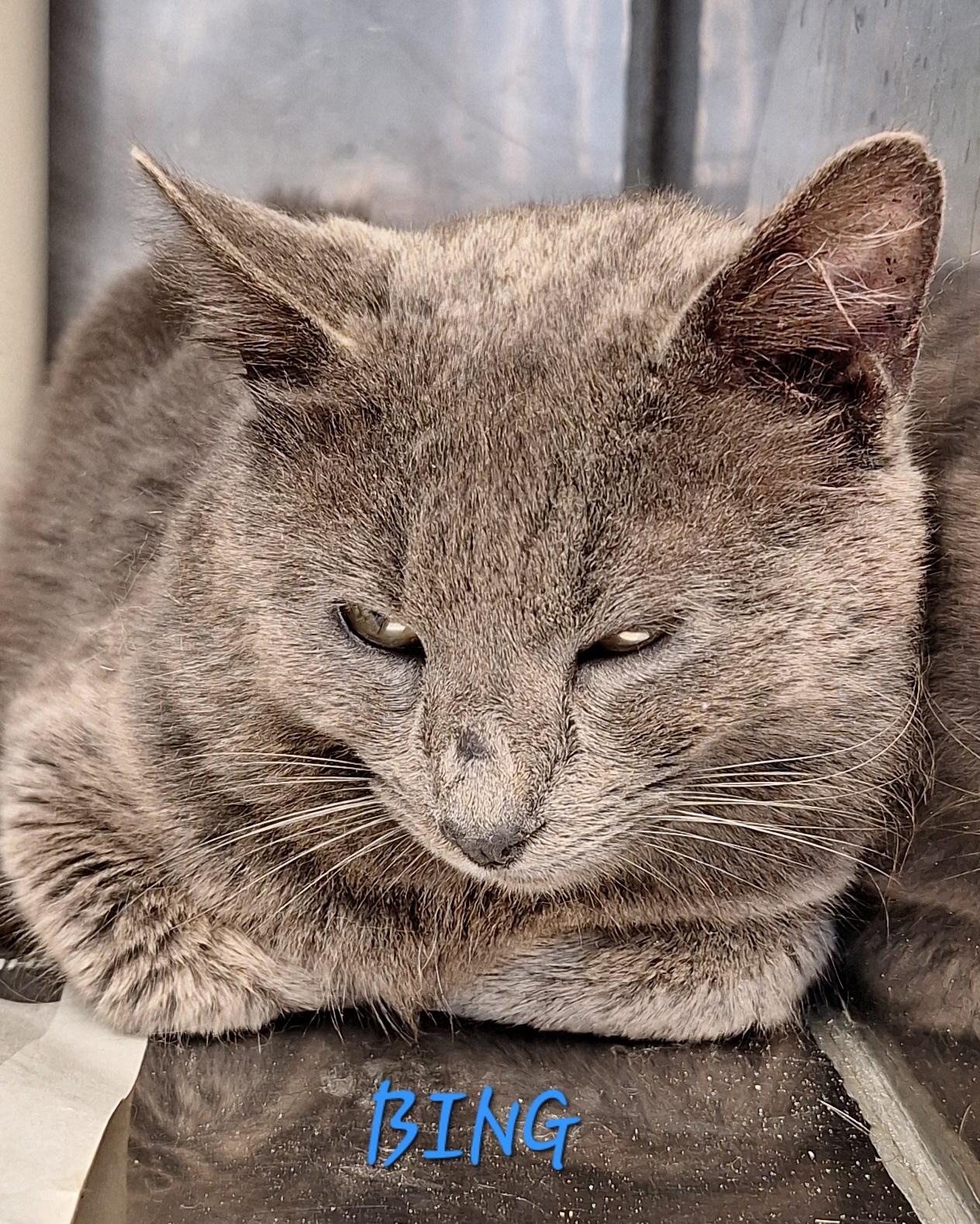 Enlarge Bing, an adopted Russian Blue in Stanton, KY image 2/5