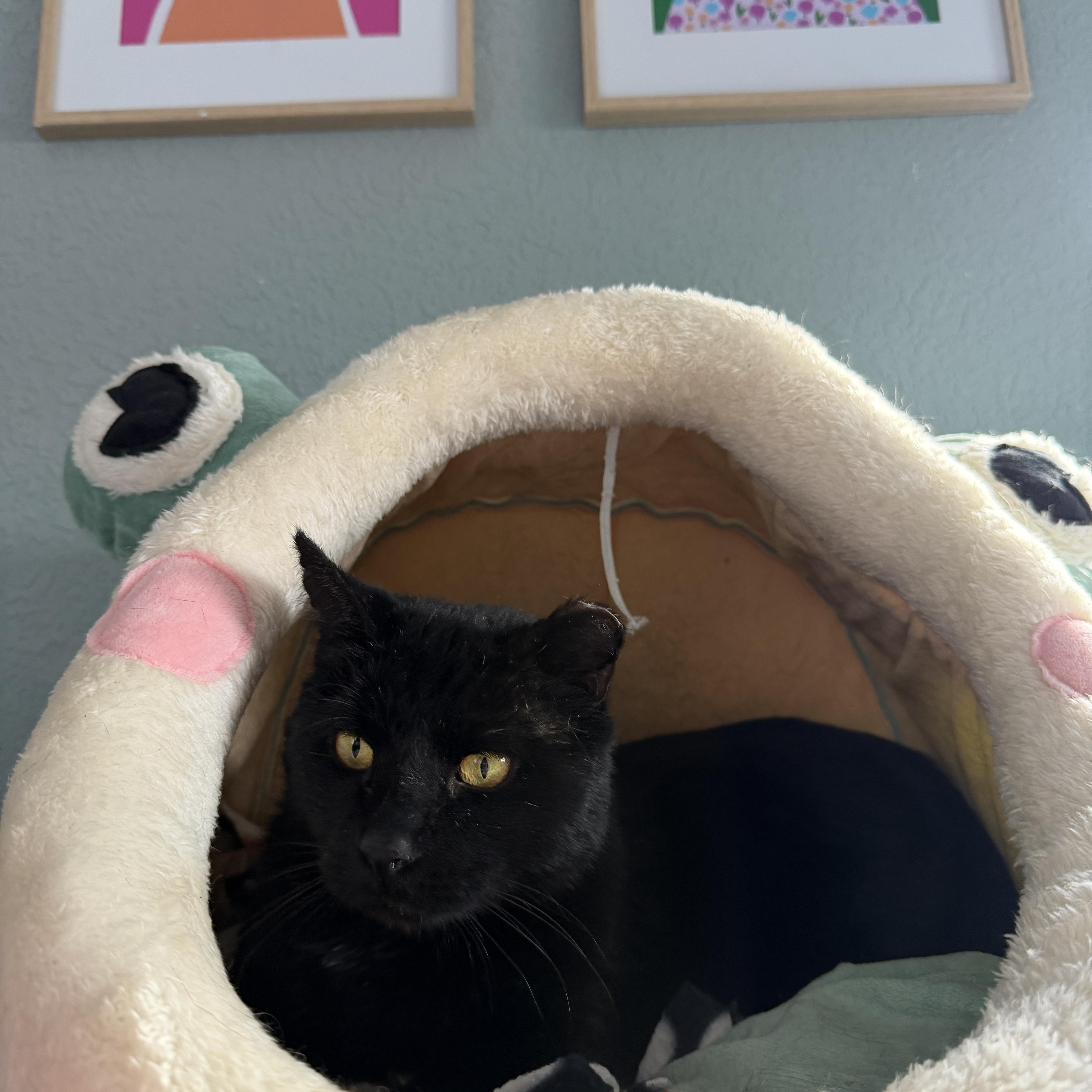 Enlarge Robert California , a ADOPTABLE Domestic Short Hair in Chandler, AZ image 2/4