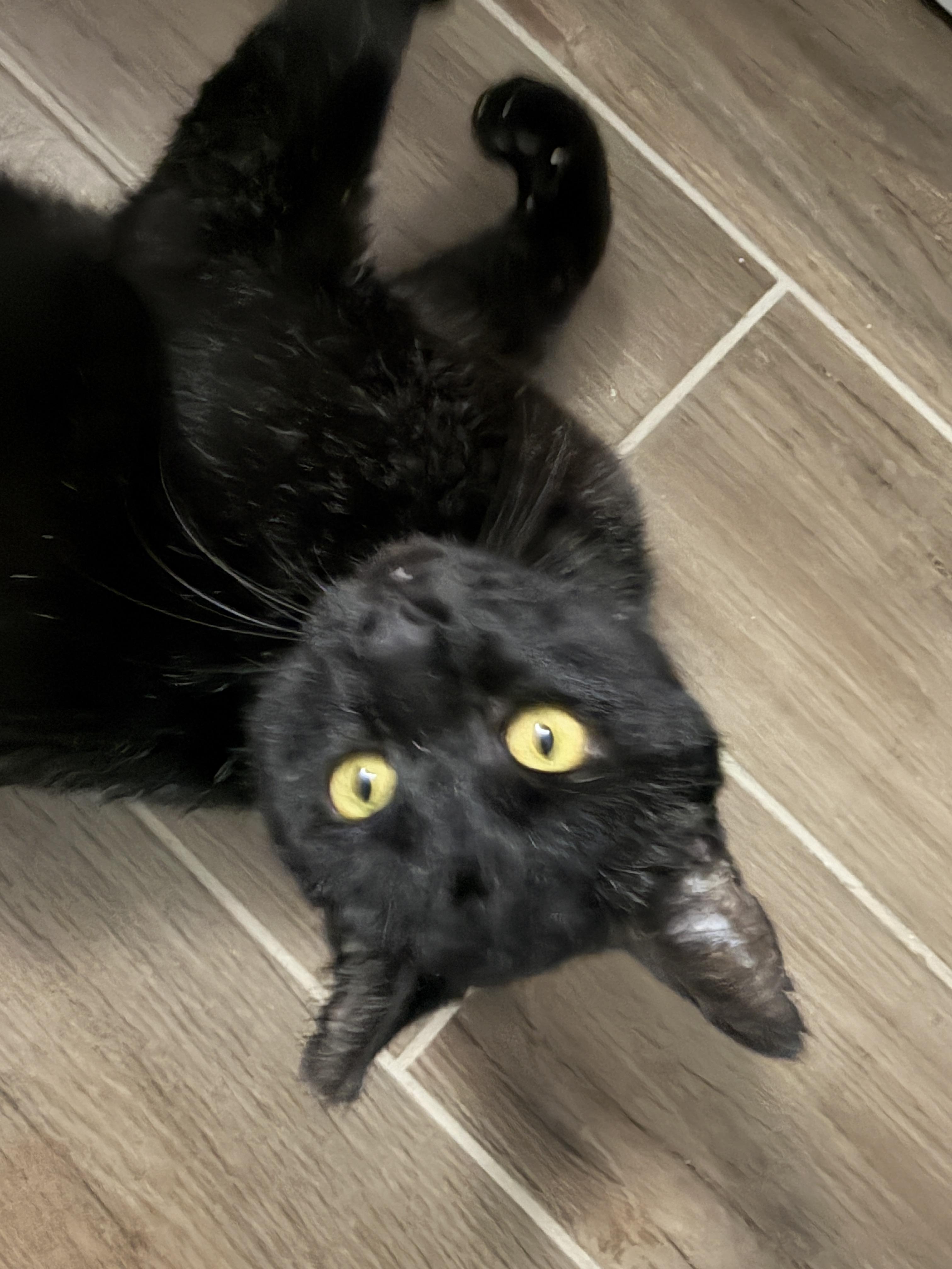 Enlarge Robert California , a ADOPTABLE Domestic Short Hair in Chandler, AZ image 3/4