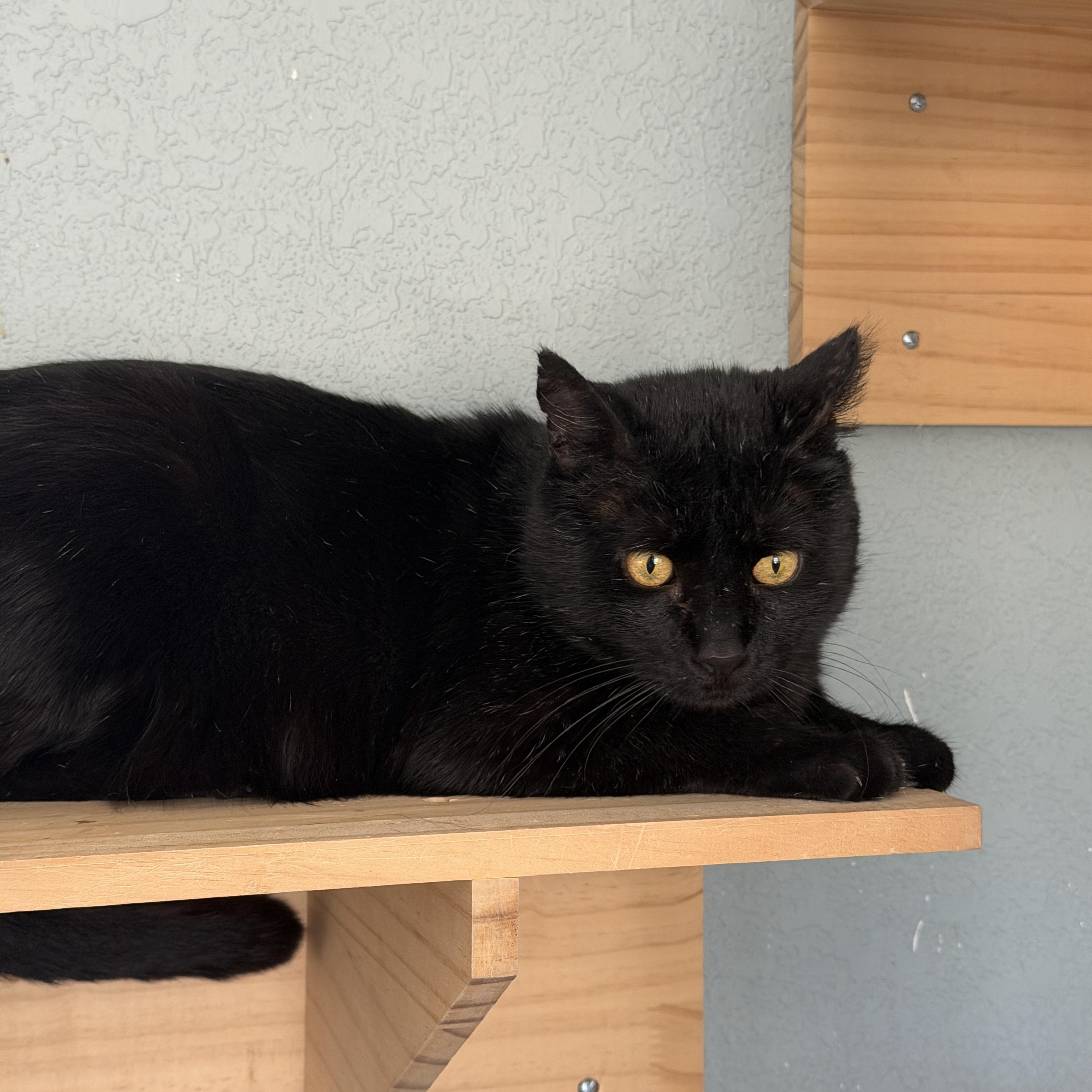 Enlarge Robert California , a ADOPTABLE Domestic Short Hair in Chandler, AZ image 1/4