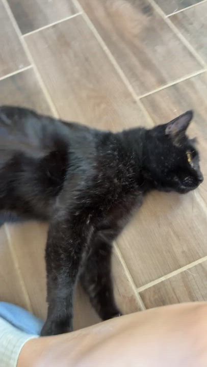 Enlarge Robert California , a ADOPTABLE Domestic Short Hair in Chandler, AZ video 4/4