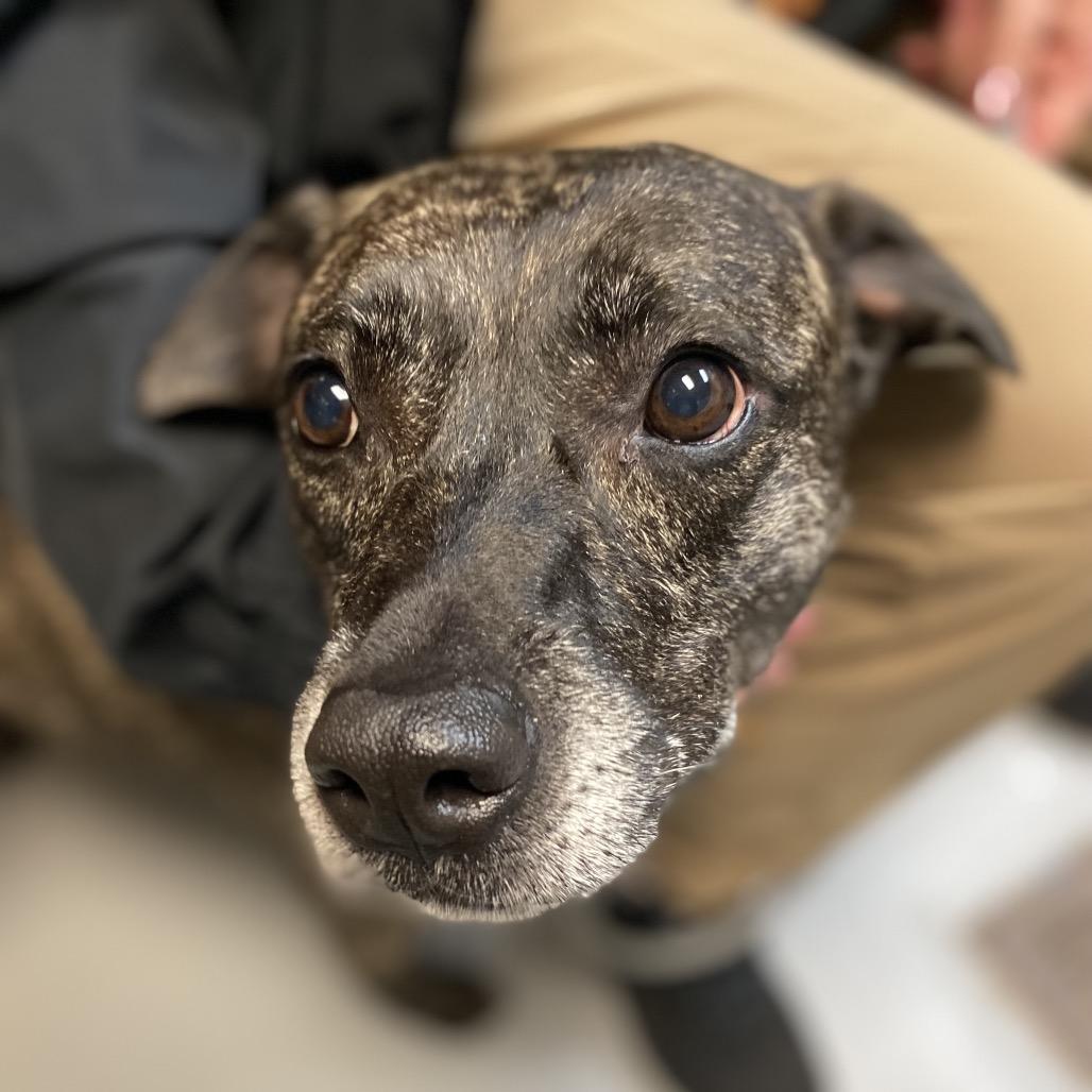 02/17/2026-Stray-CeliaDrive-"Pepper"