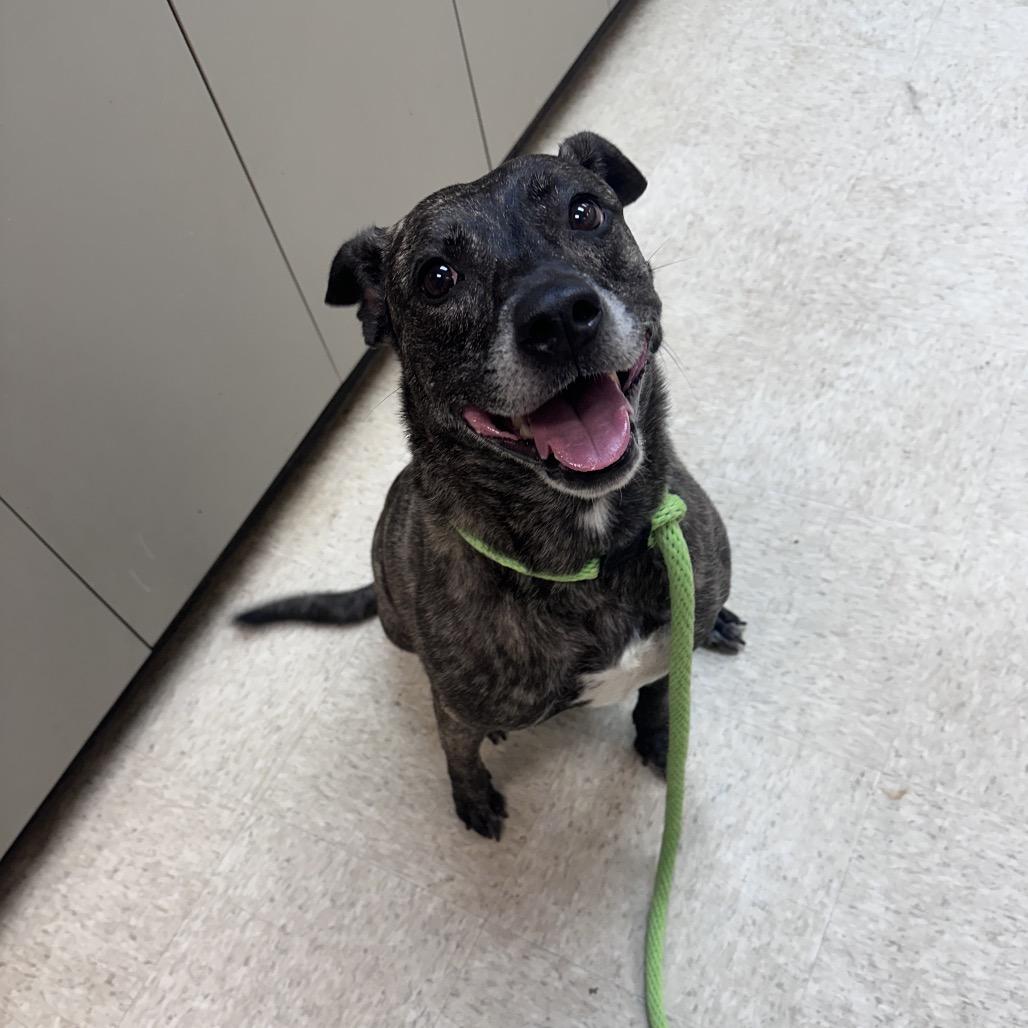 02/17/2026-Stray-CeliaDrive-"Pepper" — thumbnail 2