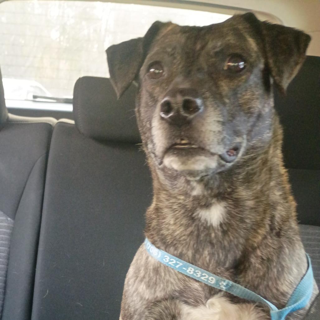 02/17/2026-Stray-CeliaDrive-"Pepper" — thumbnail 3