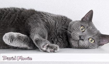 David Plowie, Adoptable, Adult Male Domestic Short Hair & Domestic Short Hair.