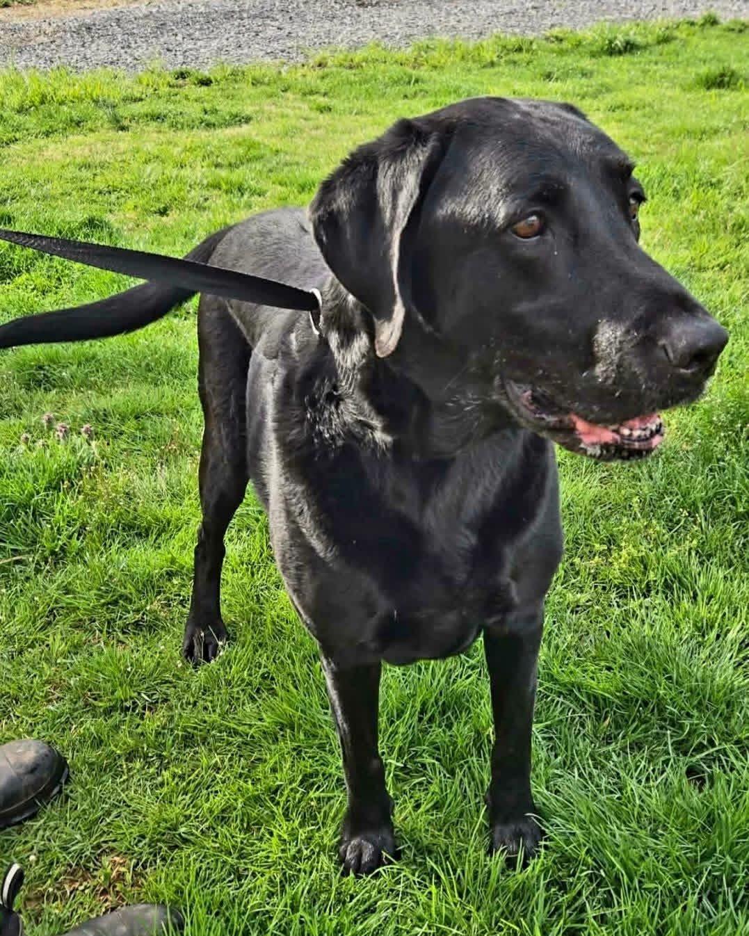 Kali, ADOPTABLE, Adult Female Labrador Retriever.