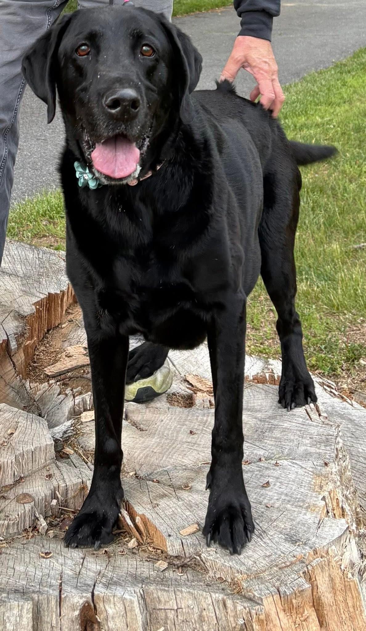 Kali, a ADOPTABLE mixed breed in Elkton, MD image 2/6