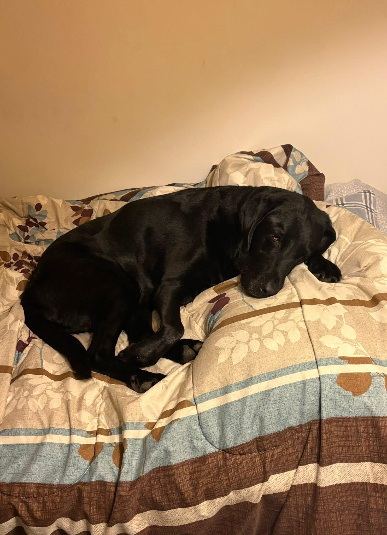 Kali, a ADOPTABLE mixed breed in Elkton, MD image 5/6
