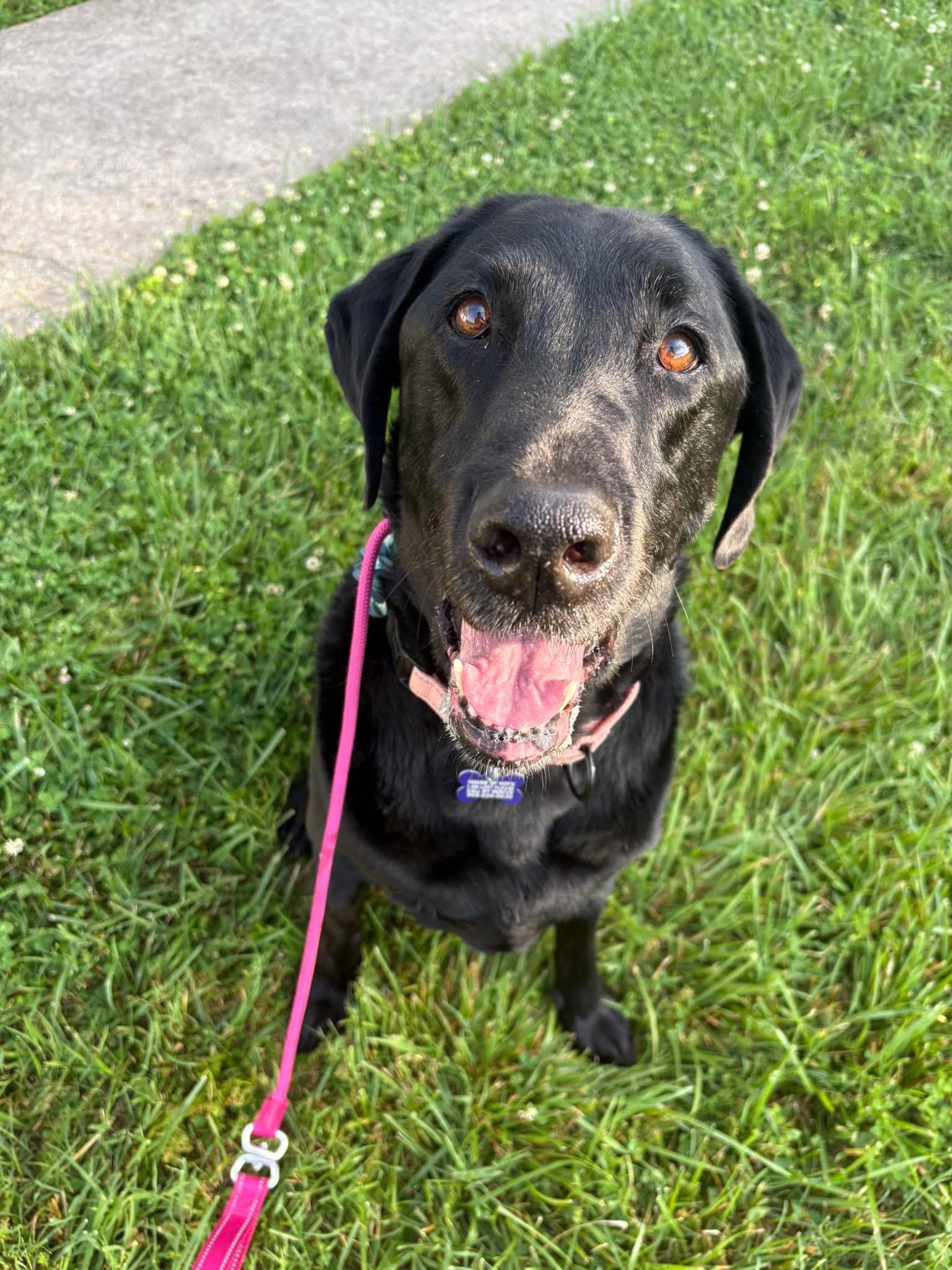 Enlarge Kali, a ADOPTABLE mixed breed in Elkton, MD image 2/6