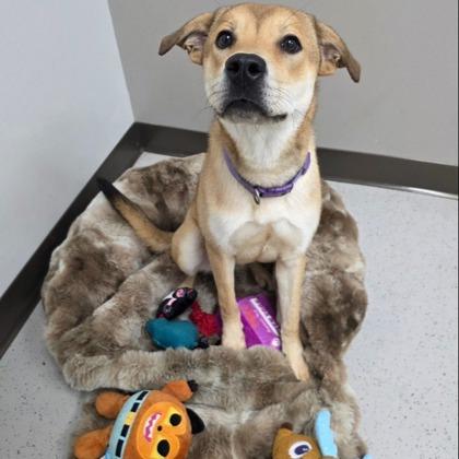 Zeva, Adoptable, Young Female Shepherd & Mixed Breed.