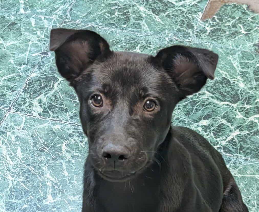 Roxie