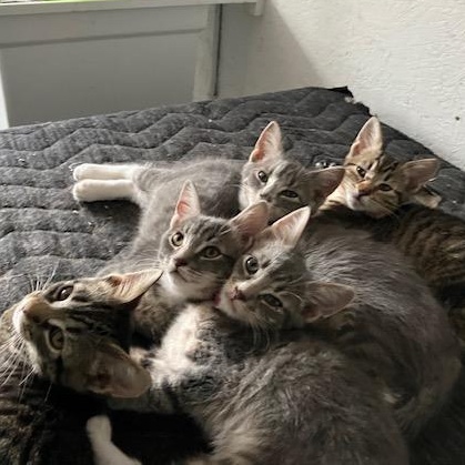 Akron Aspen's litter photo 5