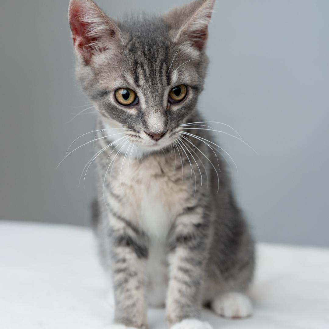 Akron Aspen's litter photo 2