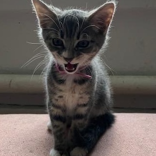 Akron Aspen's litter photo 4
